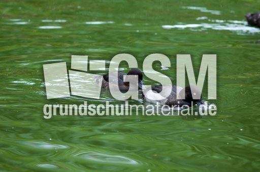 Reiherente (6 von 12).jpg